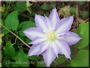 Clematis photograph