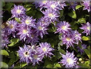 Clematis photograph