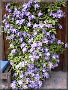 Clematis photograph