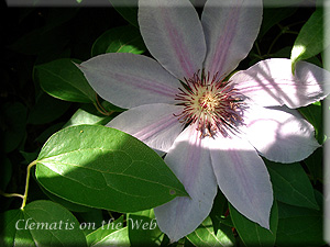 Clematis photograph