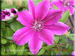 Clematis photograph