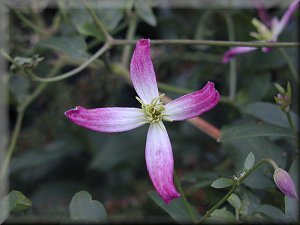 Clematis photograph