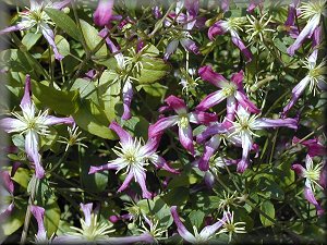 Clematis photograph