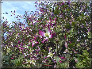 Clematis photograph