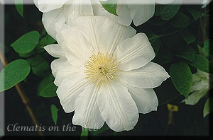 Clematis photograph