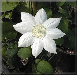 Clematis photograph