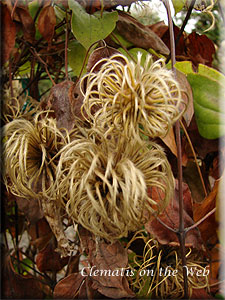 Clematis photograph