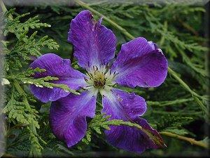 Clematis photograph