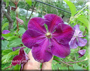 Clematis photograph