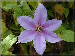 Clematis photograph