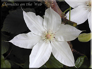 Clematis photograph