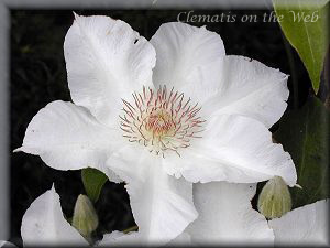 Clematis photograph