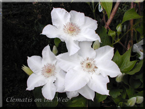 Clematis photograph