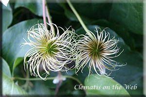 Clematis photograph