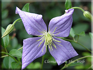 Clematis photograph