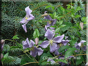 Clematis photograph