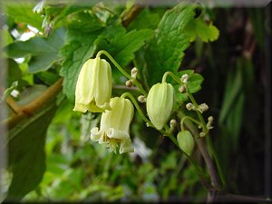 Clematis photograph