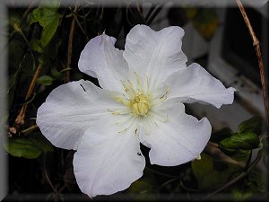 Clematis photograph