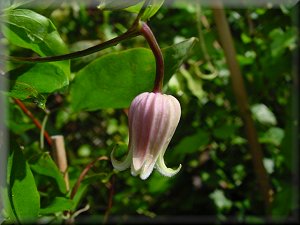 Clematis photograph