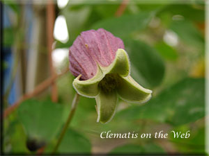 Clematis photograph