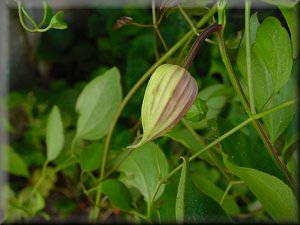 Clematis photograph