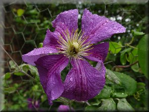 Clematis photograph