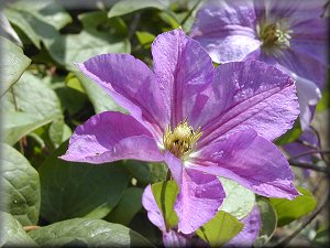 Clematis photograph