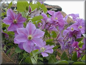 Clematis photograph