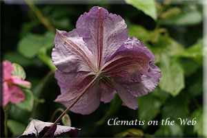 Clematis photograph