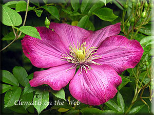 Clematis photograph