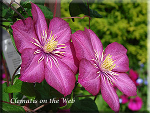 Clematis photograph