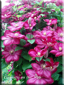 Clematis photograph