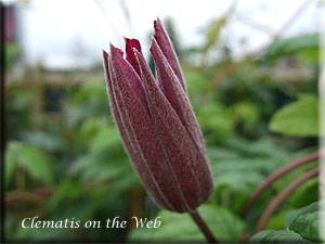 Clematis photograph