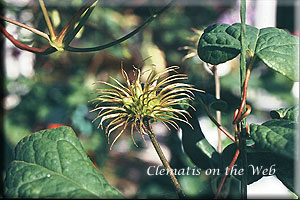 Clematis photograph