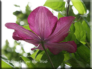 Clematis photograph