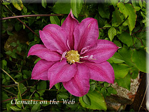 Clematis photograph