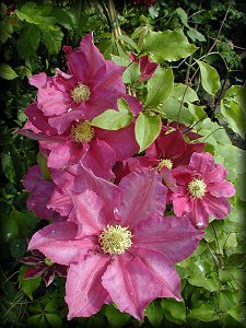 Clematis photograph