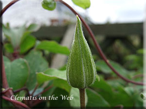 Clematis photograph