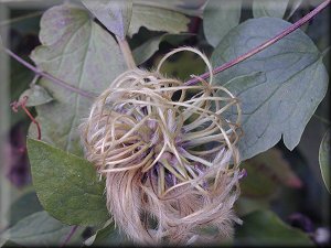 Clematis photograph