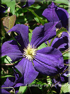 Clematis photograph