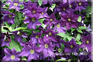 Clematis photograph