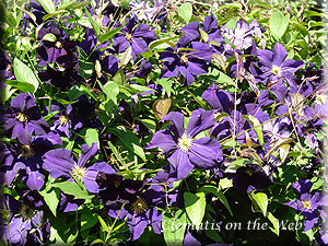 Clematis photograph