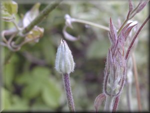 Clematis photograph