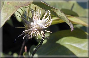 Clematis photograph