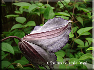 Clematis photograph