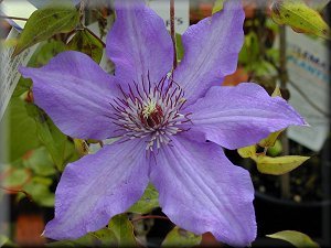 Clematis photograph