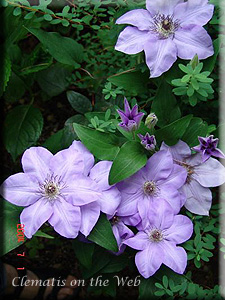 Clematis photograph