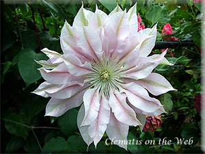 Clematis photograph