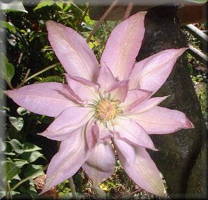 Clematis photograph