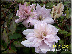 Clematis photograph